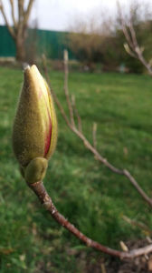 magnolia x soulangeana