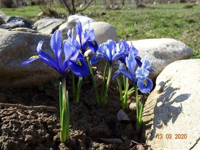 iris reticulata Alida
