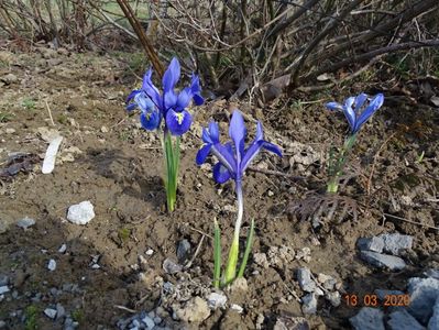 iris reticulata Alida