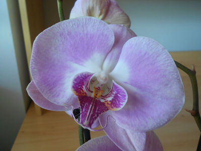 orhidee 26 Dej 8 martie 2020