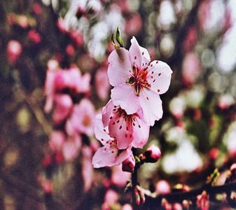 【Ely93】- ⚘ Apple Blossom ⚘