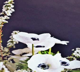 【XPrettyLittleLiarsX3】- ⚘ Anemonă ⚘