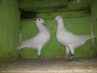Vanduti