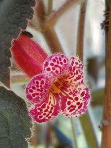 Multiflora