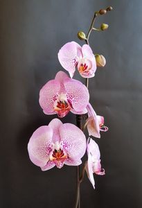 dtps. Leopard Prince Sogo Diamond