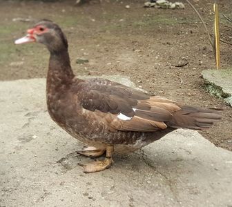 Brown barred