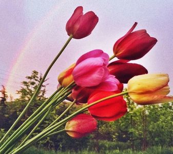 【XTheOriginalsTO】- ⚘ Lalea ⚘