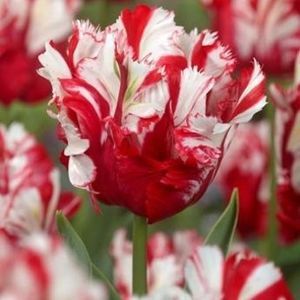 tulipa-estella-rijnveld
