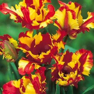 tulips-flaming-parrot-p3096-17656_medium