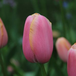tulipa-menton-6609