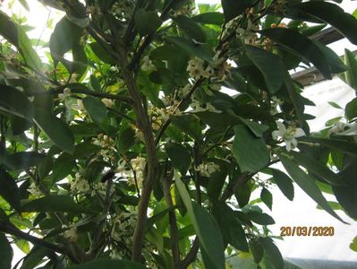 Mandarin satsuma inflorit