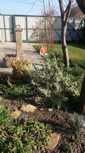 euonymus japonica variegata