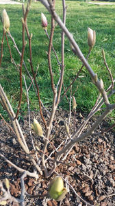 magnolia x soulangeana