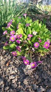 primula spp hybr.