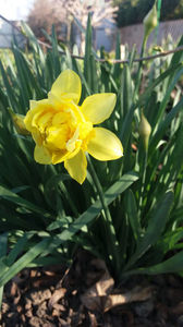 narcissus spp. double