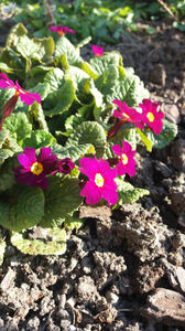 primula spp hybr.