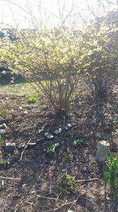 Forsythia spp -Goldregen