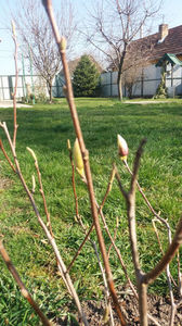 magnolia x soulangeana