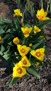 tulipa "stresa"