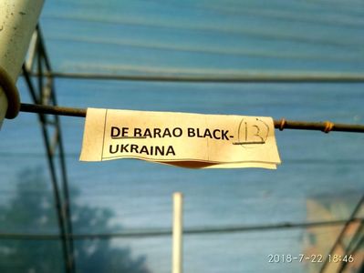 DE BARAO BLACK (41)
