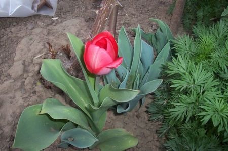 ; Laleaua Rainbow River (Tulipes)
