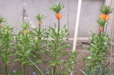 ; Coroana imparratului  Fritillaria imperialis" Rubra maxima". Alunga soarecii si cartitele.
