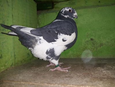 Vandut