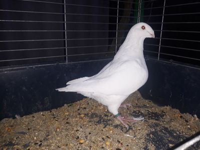 Vanduta
