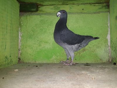 Vandut