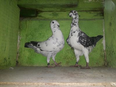Vanduti