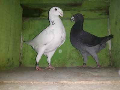 Vanduti