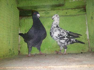 Vanduti