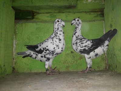 Vanduti