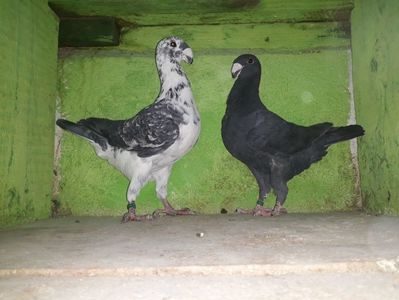 Vanduti
