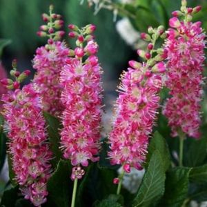 clethra-alnif-pink-spire; Mizil
