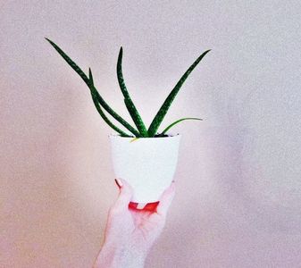 【JudaicProphecy】- ⚘ Aloe ⚘