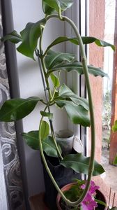 ; Hoya imperialis
