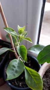 Bouguta alba