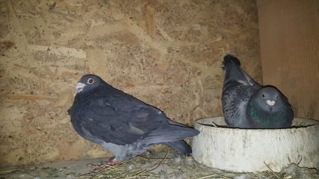 Masc Borea Nelu loc 2 expo fond  si fem Rusu Dan