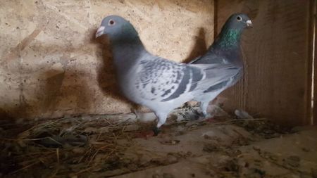 Masc fiu din 901 Florin Petrache