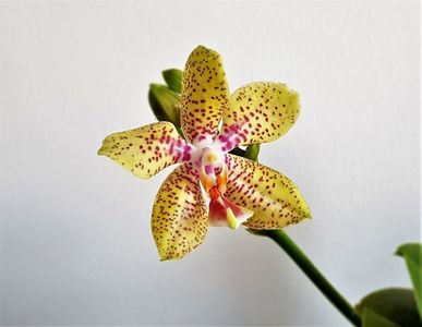Phalaenopsis Rheingold x Pallens