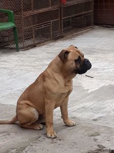 AMON-Bullmastiff-9Luni