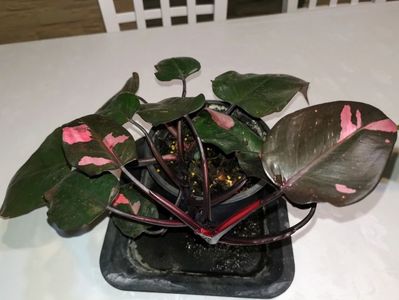 Philodendron Pink Pricess; Vând lastar cu 5 frunze neinradacinat 250 ron
