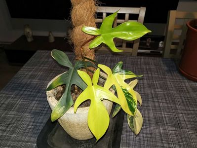 Philodendron Florida Variegated; Vând lastar 3 frunze neinradacinat 250 ron
