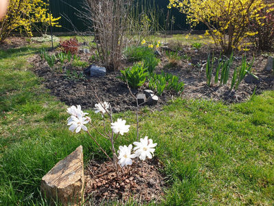 magnolia - stellata alba