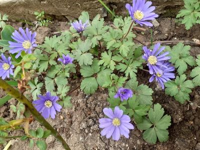 IMG-20200330-WA0060; Anemone
