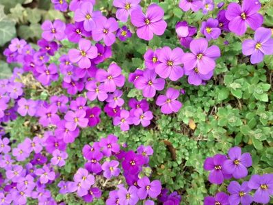 IMG-20200330-WA0047; Aubrieta
