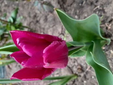 IMG-20200330-WA0045