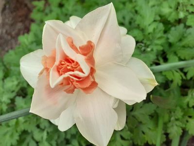 IMG-20200330-WA0044