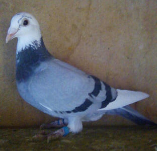Femela 19-801 SK